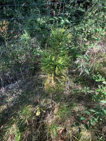 Sibírsky Céder (Pinus Sibirica) / Borovica Sibírska sadenice - 7