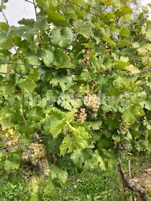 "ZNÍŽENÁ CENA" Záhrada s vinicou na predaj. - 7