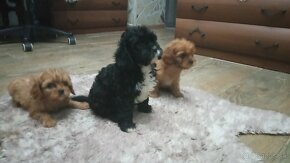 Cavapoo, cavapo (mama cavapoo, otec pudel) - 7