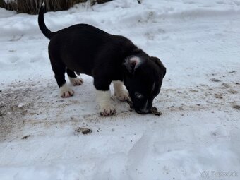 Predám šteniatka jack russel xstafford - 7