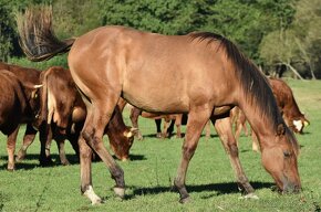 Predám kobylu Quater horse - kobyla - 7