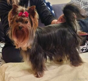 Yorkshire terrier s PP ponuka na krytie - 7