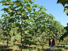 Agát Turbo Obelisk, Paulownia - 7