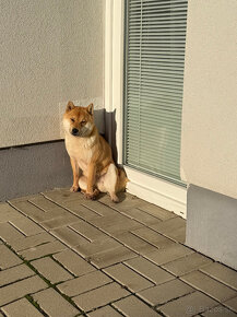 Samec shiba inu na krytie - 7