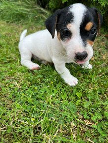 Jack Russel Terier- na predaj - 7