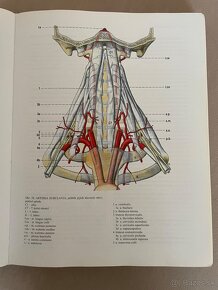 Anatómia Čihák 1,2,3 - 7