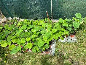 Paulownia plstnatá (tomentosa) - Včelárske dreviny - 7