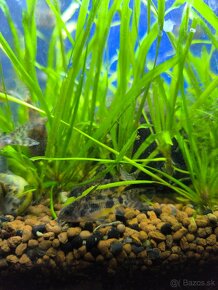 Corydoras paleatus - 7