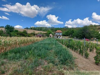 Pozemok s pôvodnou pivnicou na viničnom vŕšku v obci Modra - 7