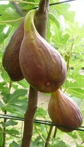 Ficus carica - 7