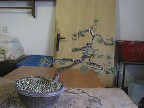 bonsai,bonsaj-BOROVICA - 7