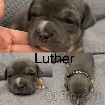 American Bully pocket - 7