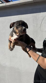 American Bully pocket - 7