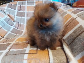 Špic, nemecký špic , oranžový špic, pomeranian - 7