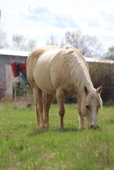 QH palomino kobyla - 7