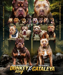 American bully xl, pitbull xxl top rodokmen - 7