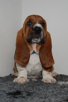 Basset hound šteniatka - 7