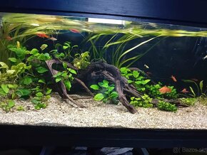 Akvarium - 7