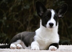 Welsh Corgi Cardigan FCI- krásná dívka - 7