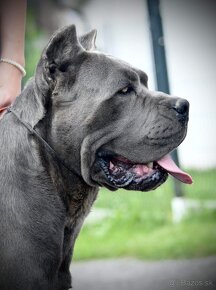 Šteniatka Cane Corso s PP FCI - 7