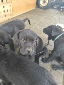 Cane Corso - 7