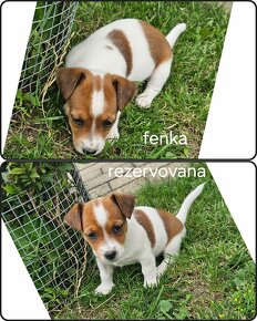 Jack russell terier - 7