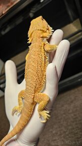 Agama bradata - pogona vitticeps - 7