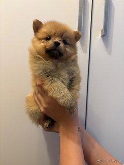 Pomeranian,pomerian - 7