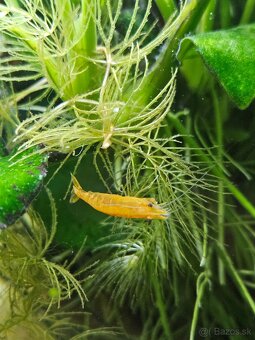 Krevetky neocaridina yelow a Red - 7