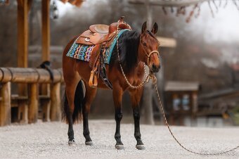 Ročný zrebcek QH reining - 7