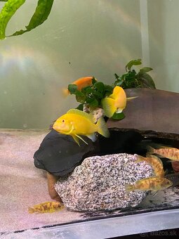 Labidochromis albino yellow - 7