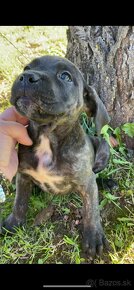 Cane Corso šteniatka - 7