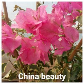 Bougainvillea,( bougainvillea , bugenvilea , bugenvila ) - 7