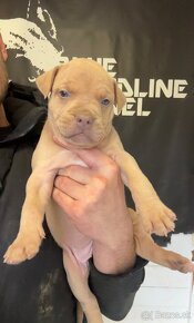 American bully xl, pitbull xxl - 7