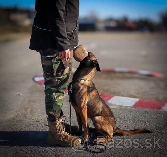 Fotenie psov a grafické služby– Celé Slovensko - 7