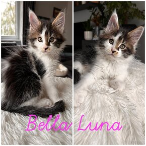 Mainská mývalia s PP _ Maine Coon - 7