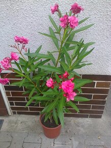 Aloe vera  kaktus, citronovník.,,oleander. trúbkovec. - 7