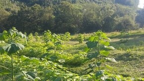 Paulownia vysadte si svoj vlastný les - 7