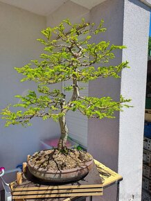 Bonsai / bonsaj - rozne, foto v prilohe, ponuka v texte - 7