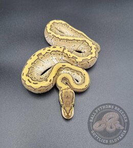 Python Regius  - Ball Python - 7