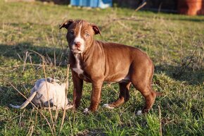 APBT s pp , americký pitbulteriér , pitbul , pittbul - 7