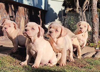 Cane corso - 7