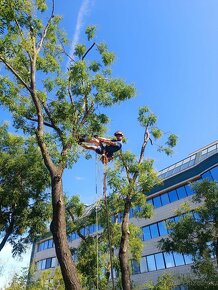 Stromy - arboristika - zahradnicke služby ???? - 7