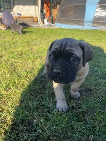 Cane Corso šteniatka - 7