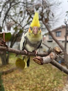 Korela mlada ručne dokrmena - 7