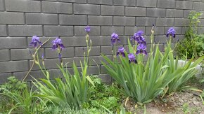 Figa, visteria, cernica, aloe vera, nemecke kosatce iris - 7