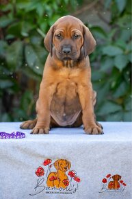 Rhodesian Ridgeback/Rodézsky riďžbek šteniatka s PP - 7