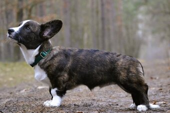 Welsh Corgi Cardigan - Krásný kluk s rodokmenem FCI - 7