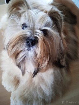 Prodám štěňata Lhasa Apso - 7