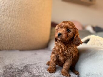 Cavapoo - 7